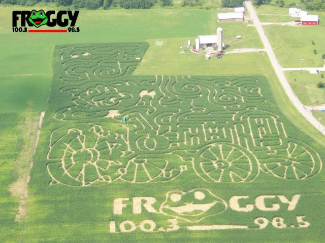 Froggy Picture